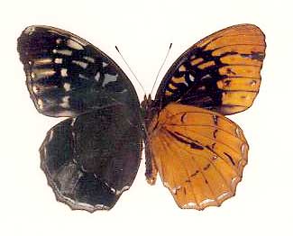 Speyeria diana gynandromorph Cooper's Creek WMA, Fannin&Union Co., GA2 (Internet Image property of respective owner, non-commercial use only)